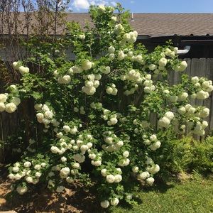 Meet your Posher, Carolyn